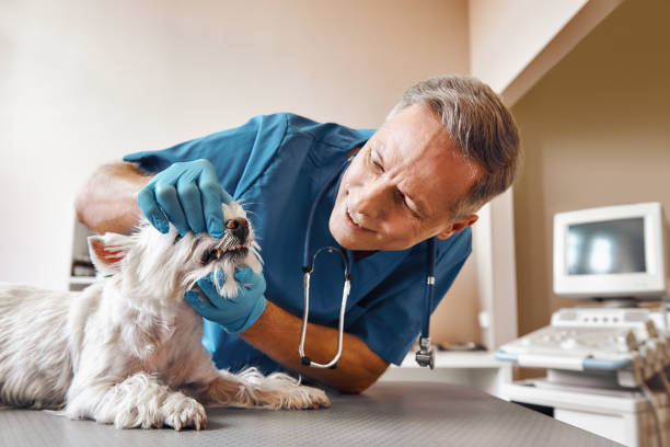 Best Weekend Emergency Dental Services in Lenoir, NC